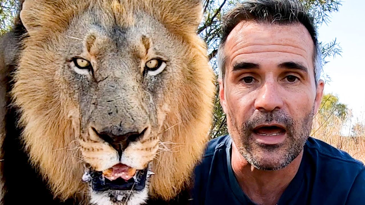 Part of the LION Pride | The Lion Whisperer