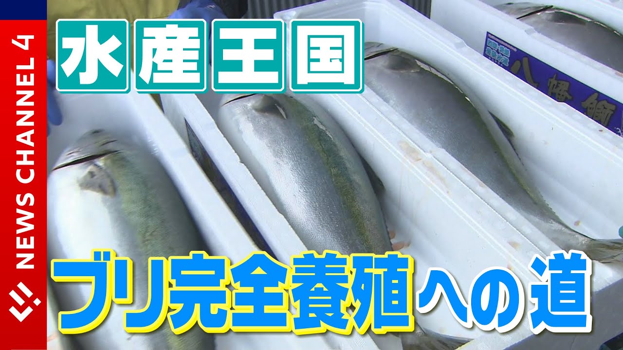 水産王国が目指すブリ完全養殖への道＜NEWS CH.4＞