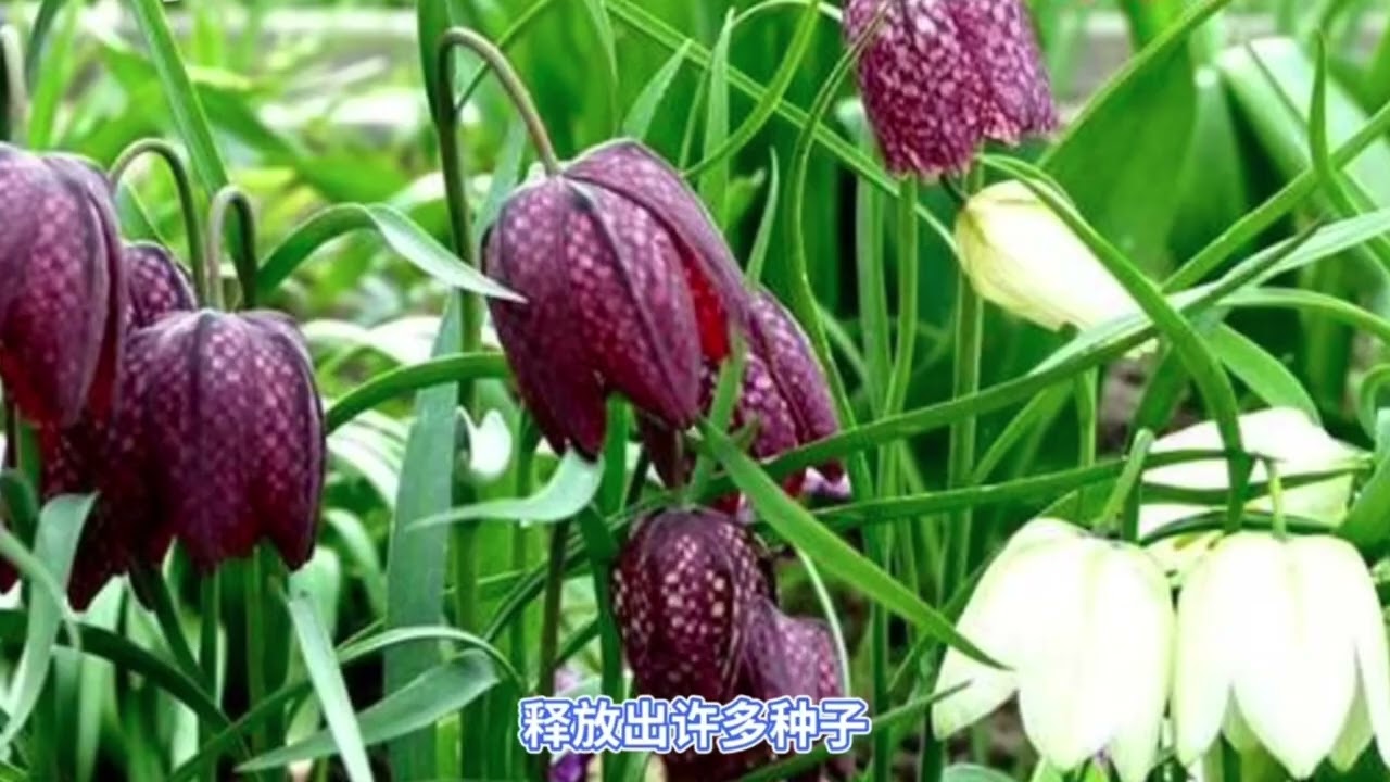 【一分鐘的健康】 『川貝母』主要分布於中國四川、雲南、西藏等高山地區，是常用名貴中藥材之一。川貝母的功效與妙用！！