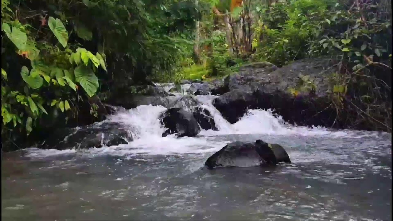 Relaxing River Stream Sounds 🌿 Live Nature Ambience for Stress Relief, Sleep & Focus
