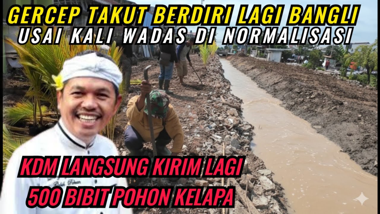GERCEP‼️KDM LANGSUNG KIRIM LAGI 500 BIBIT POHON KELAPA DI KALI WADAS