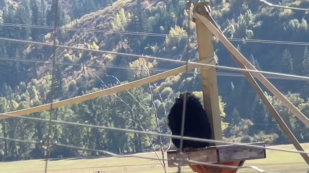 Willy B, a rescued chimpanzee, climbs a tower for the first time at a sanctuary