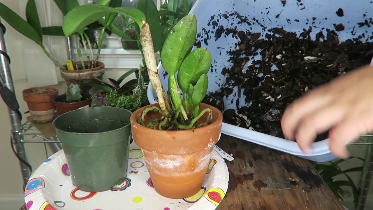 Transplante Cattleya (Forma Ideal de Transplante)