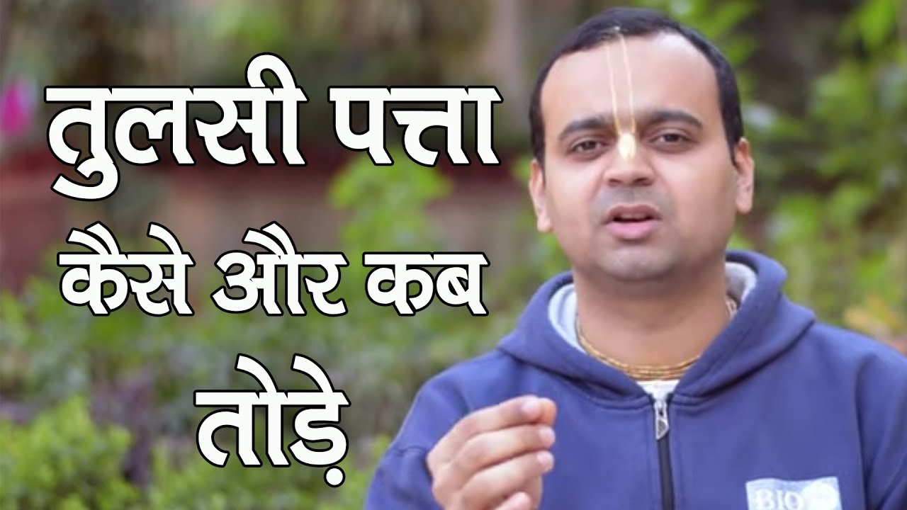 तुलसी पत्ता कैसे और कब तोड़े || HG Ashraya Giriraj Prabhu(PHD IITD)