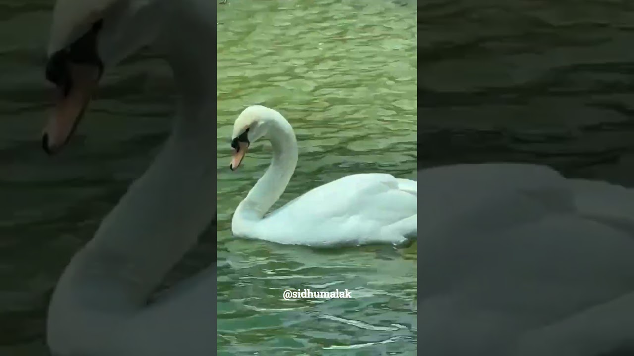 📍Chandigarh Bird park 🏞️ ll sec:-1 ll #chandigarh #birdpark #minivlog  #chandigarhvlog @sidhumalak