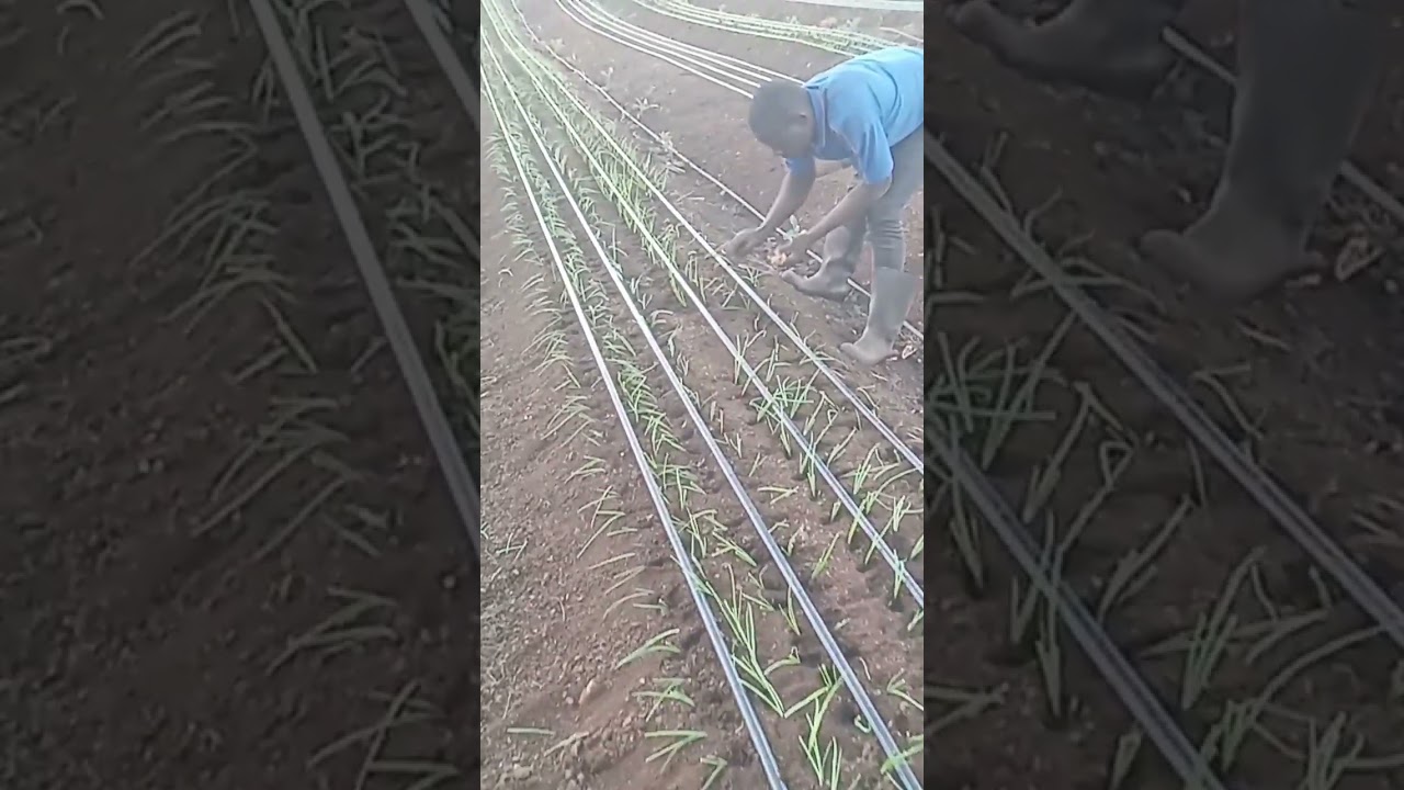 How to plant onions #trending #agriculture #farming #
