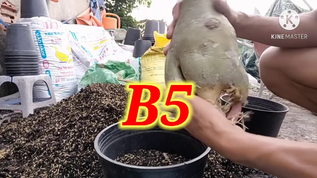 Chất trồng cây sứ và những bước trồng cây sứ ra chậu ./Truyền bonsai