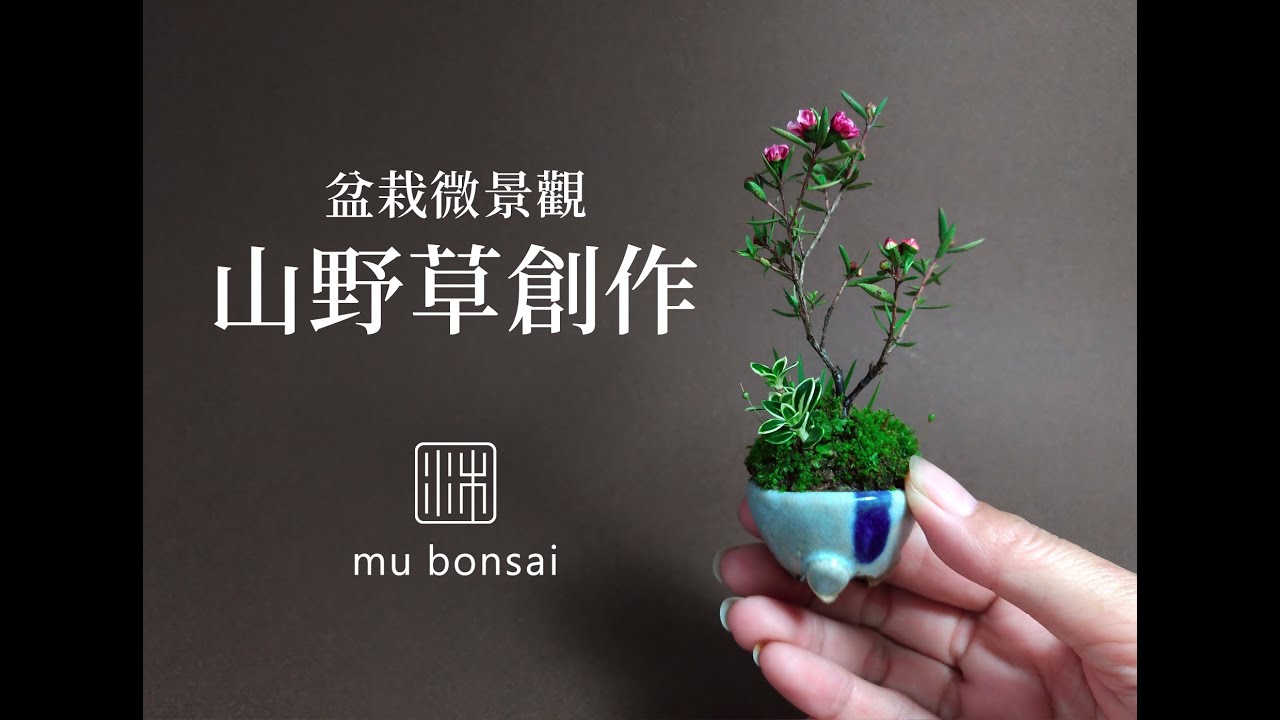 微景觀山野草創作∣茉莉愛草 mu bonsai 苔盆景 豆盆栽 ミニ盆栽