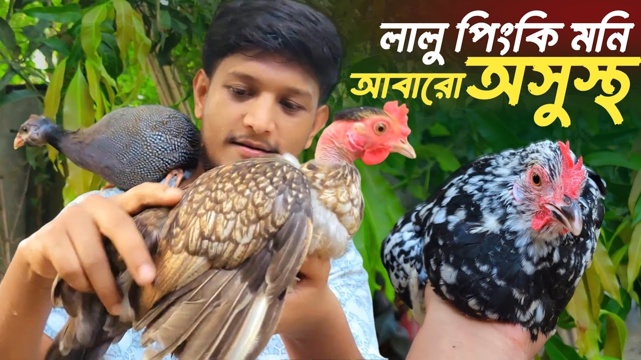 আমার লালু সাহেব এবং পিংকি মনি আবারো অসুস্থ | কিভাবে সুস্থ করলাম | Sojib Brother