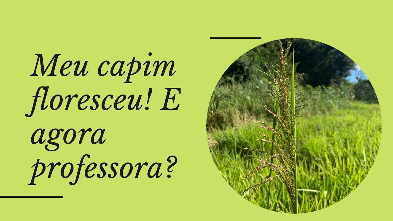 MEU CAPIM FLORESCEU! E AGORA PROFESSORA?
