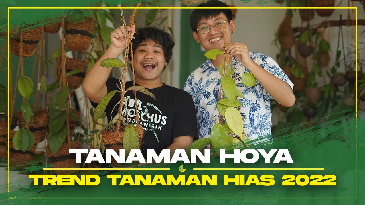 Hoya, Tanaman Asli Indonesia Terkenal di Dunia