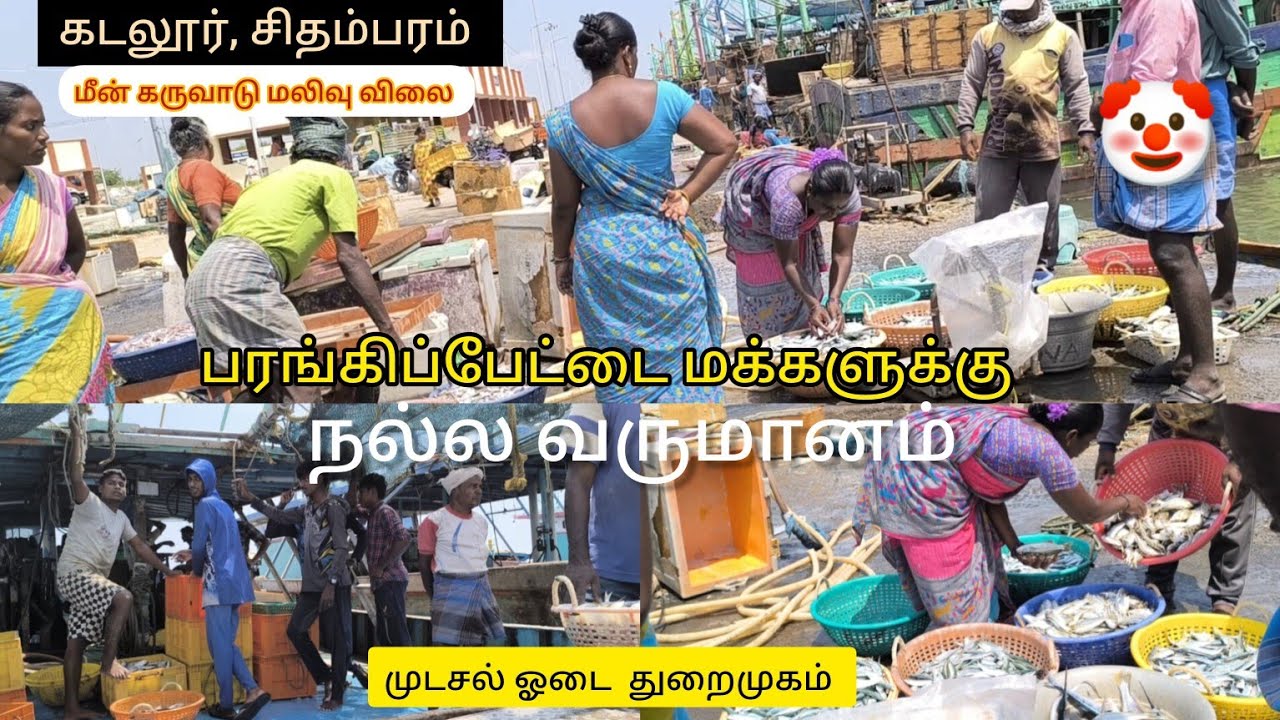 Fish Catching in Sea | BIGGEST FISHING HORBOUR IN PARANGIPETTAI | Moodasal odai Port || Cuddalore