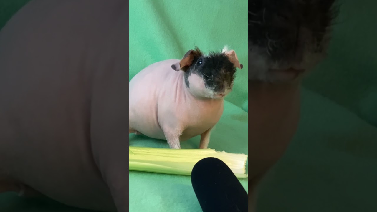 Cute Guinea Pig noises! Butter makes the softest skinny pig squeaks!