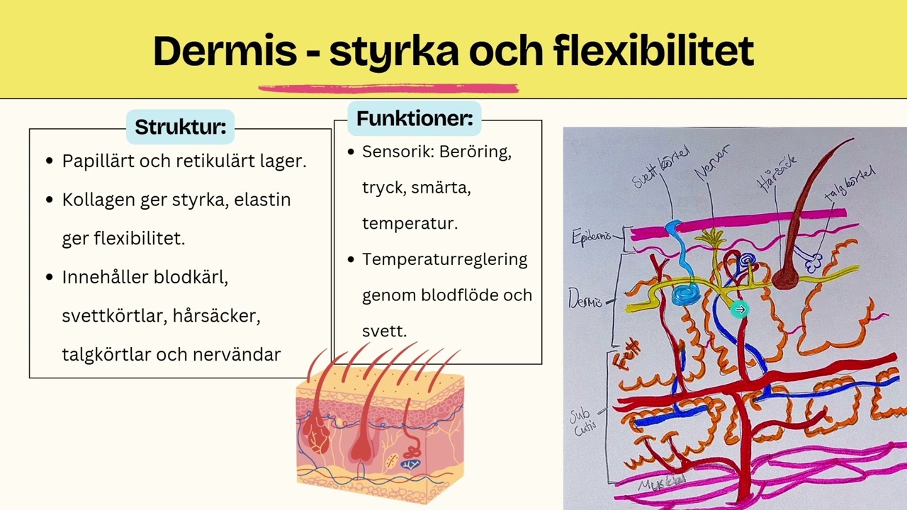 Hudens uppbyggnad och funktion