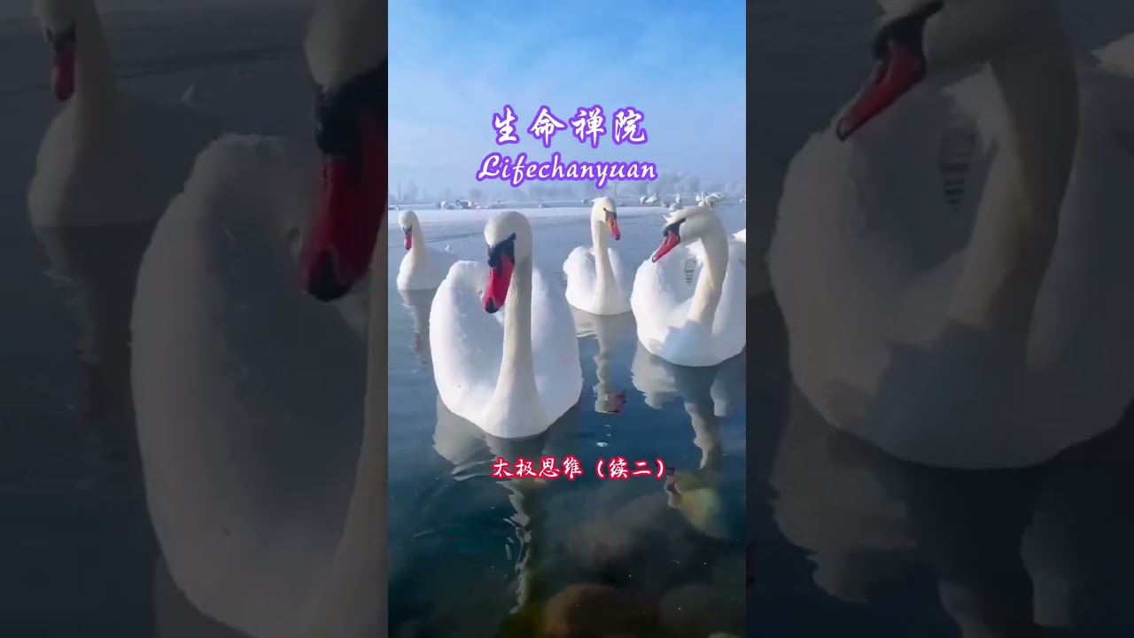 千万不要做好人 太极思维（续二）#雪峰#生命禅院#灵性人生