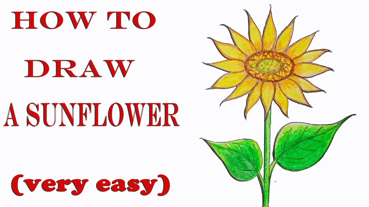 How to draw a sunflower step by step (very easy) || Art video