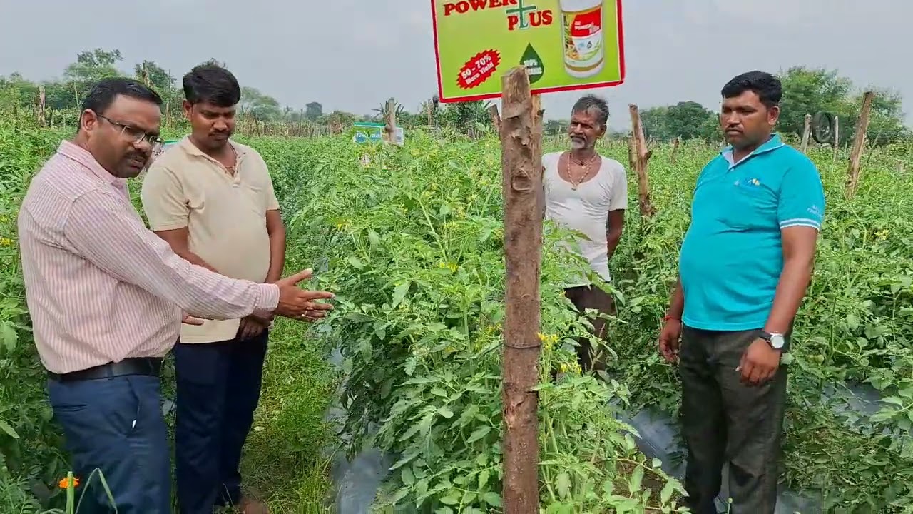 Sai Rubi #Sai Fungi Virous #sai power plus #Tometo farming 