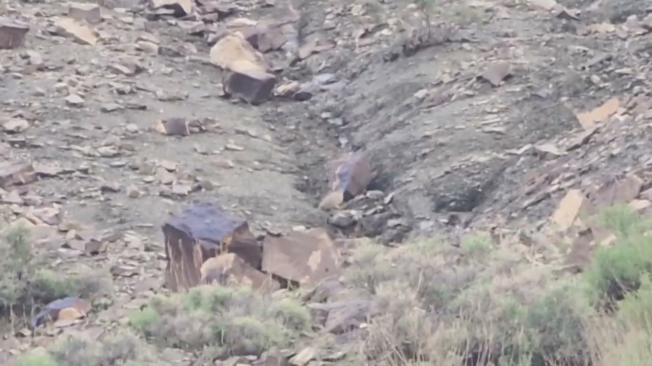 chakor shikar ,Arabian partridge hunt ,chakor sound