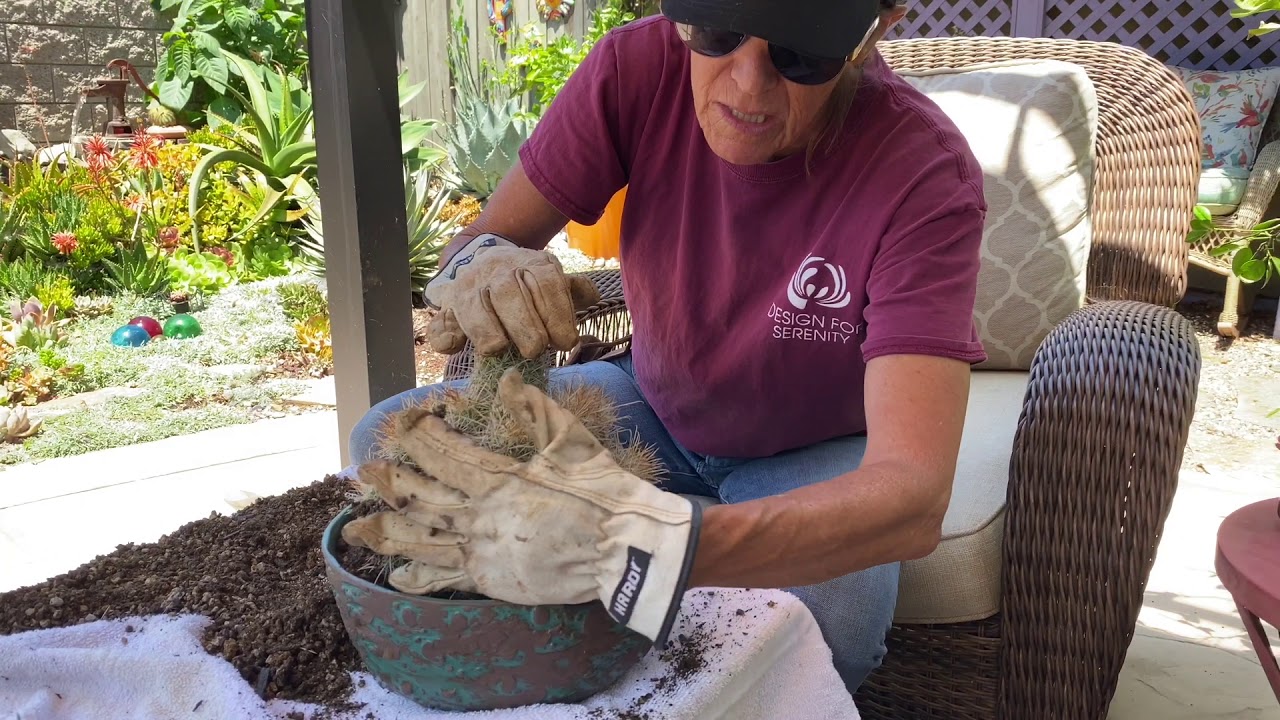 Planting Up Another Susan Aach Pot with a Unique Cactus
