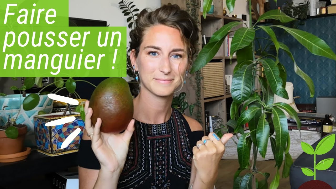 Comment faire germer un noyau de MANGUE ?