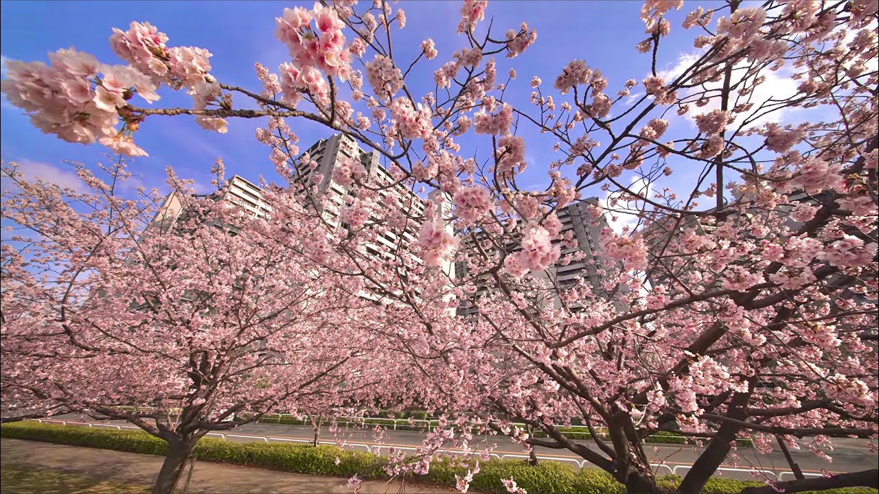 【早春の散歩】汐入公園の大寒桜が美しすぎた...隅田川沿いの桜並木を歩く/ 4K 2023.03.09