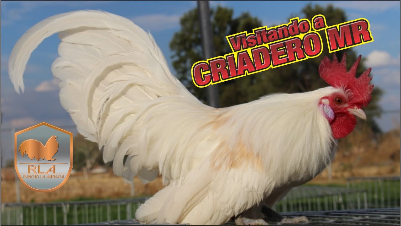 Que afortunado soy Conocí el Criadero MR