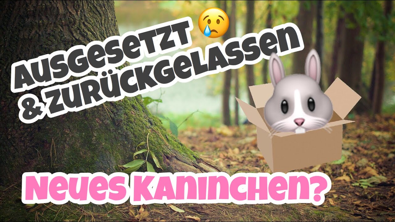 ausgesetzt & zurückgelassen | Neues Kaninchen