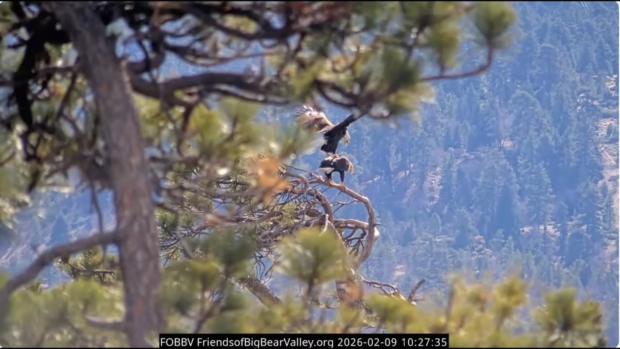 Jackie's morning vocals, mating 09.02.2026 @FOBBVCAM