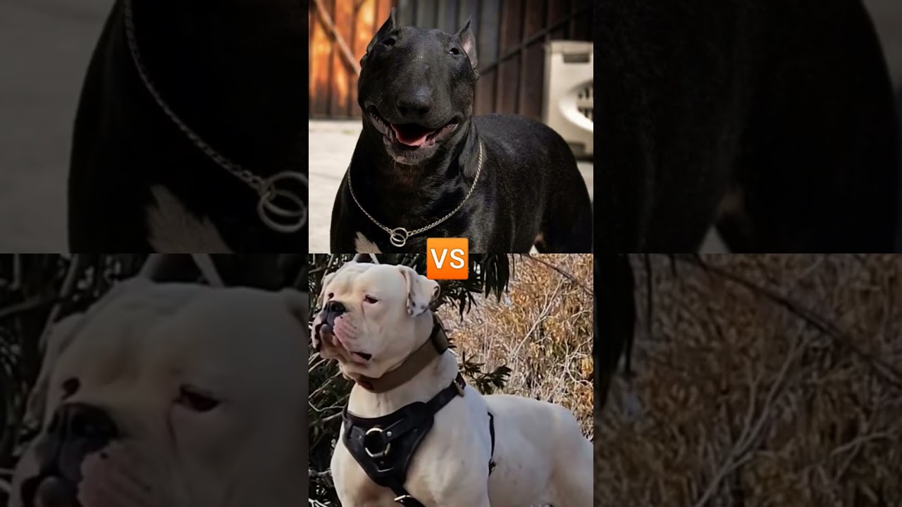 CHOW CHOW VS BULL DOG VS BUL TİRRER VS BOXER