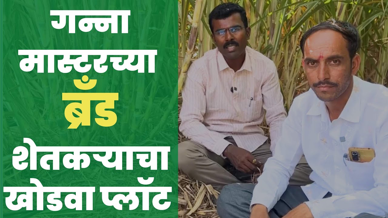 गन्ना मास्टरच्या ब्रँड शेतकऱ्याचा खोडवा प्लॉट | गन्ना मास्टर | ऊस | प्रसाद पवार