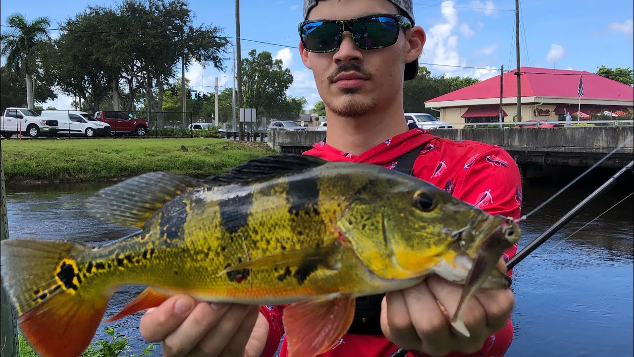 Fishing SOUTH FLORIDA CANALS for EXOTIC SPECIES!!! | Peacock Bass fishing/fly fishing Naples FL