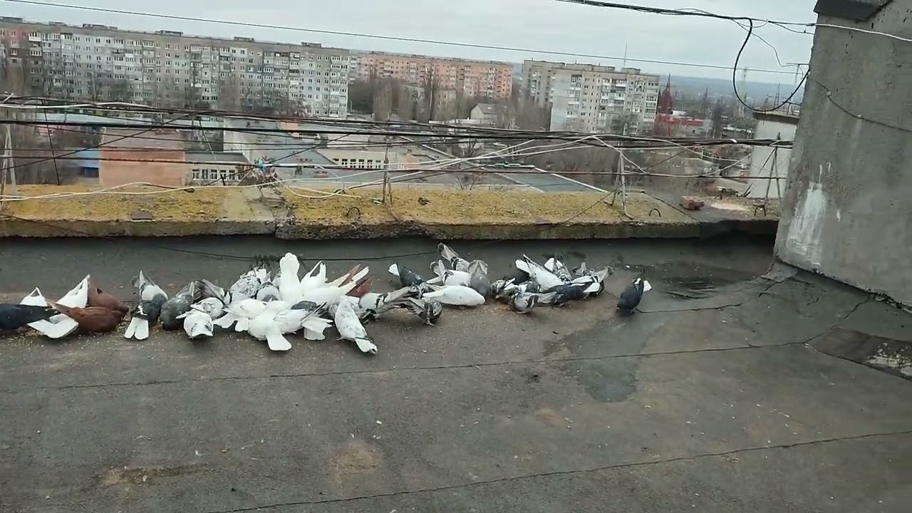Пошли потери. Николаевские голуби.