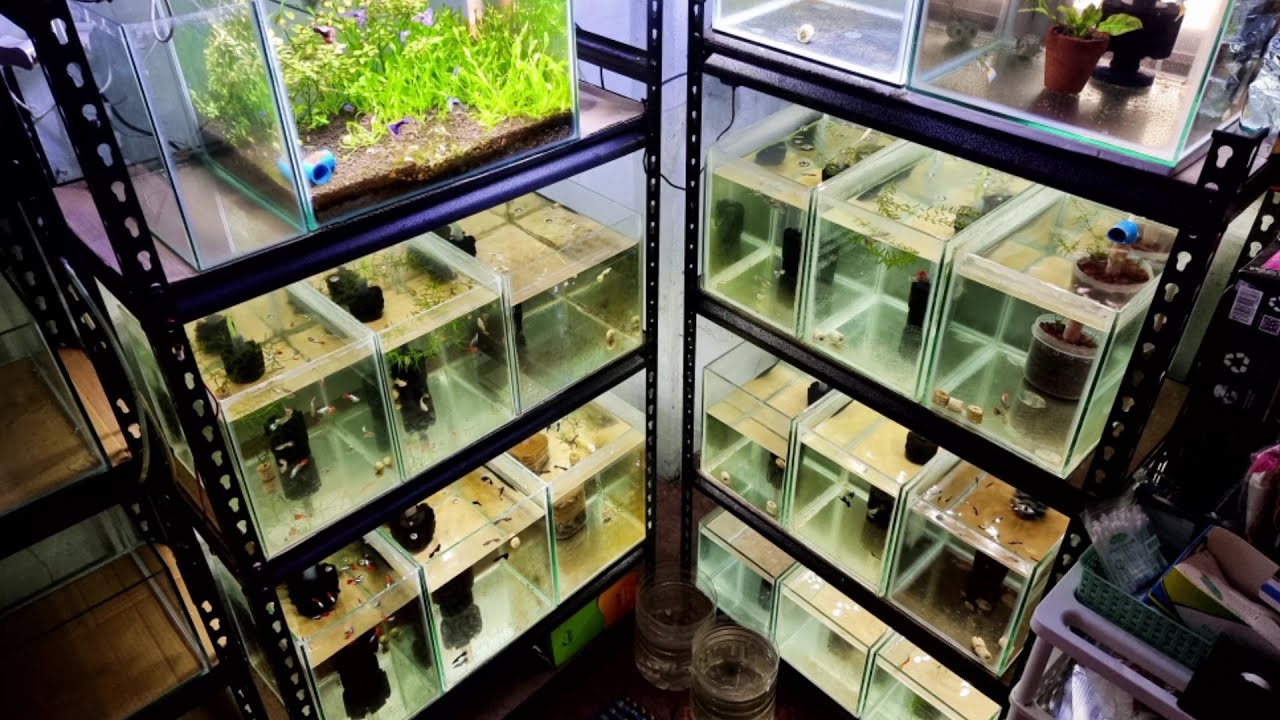 A Walkthrough My Guppy Fish Multilayer Indoor Set-up with Different Guppy Strains!