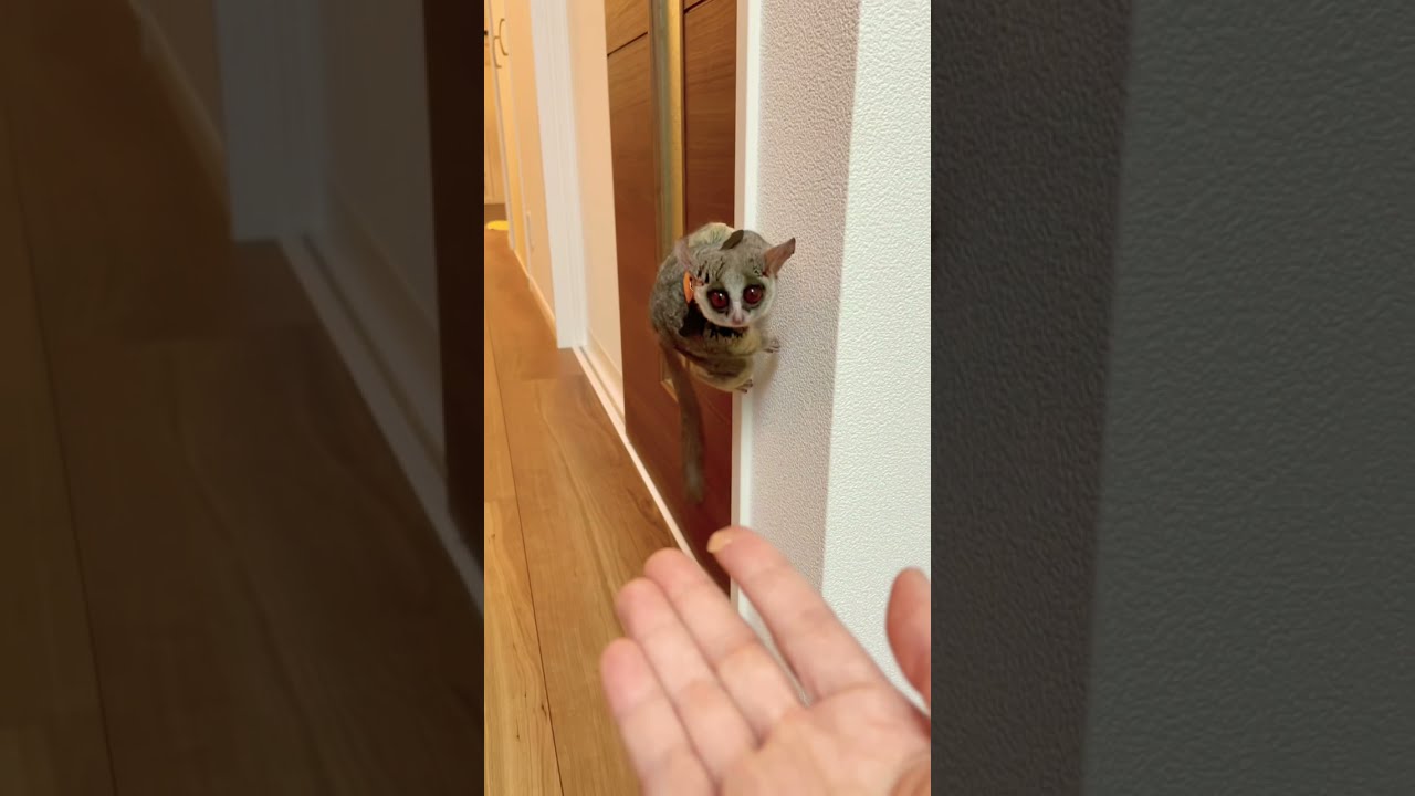 ぴょんぴょん付いて来てくれるカワイイお猿【ショウガラゴのピザトル】