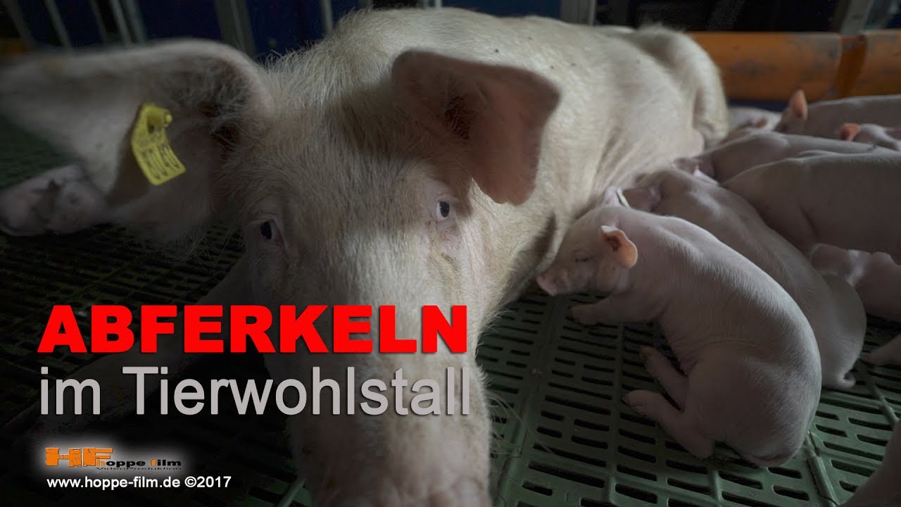 Abferkeln Im Tierwohlstall - Schweinehaltung mal anders