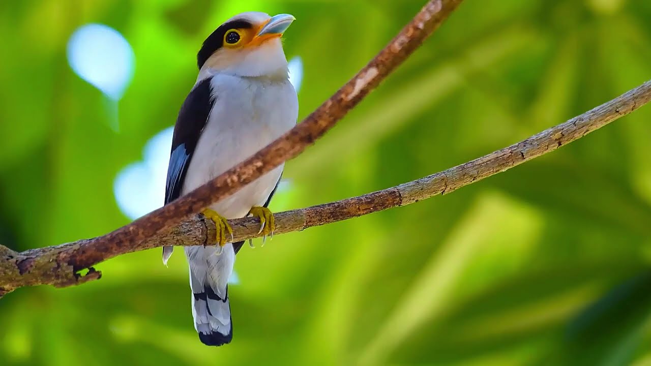 Relaxing Music with Nature Sounds 🌿 Calm Forest & Birds