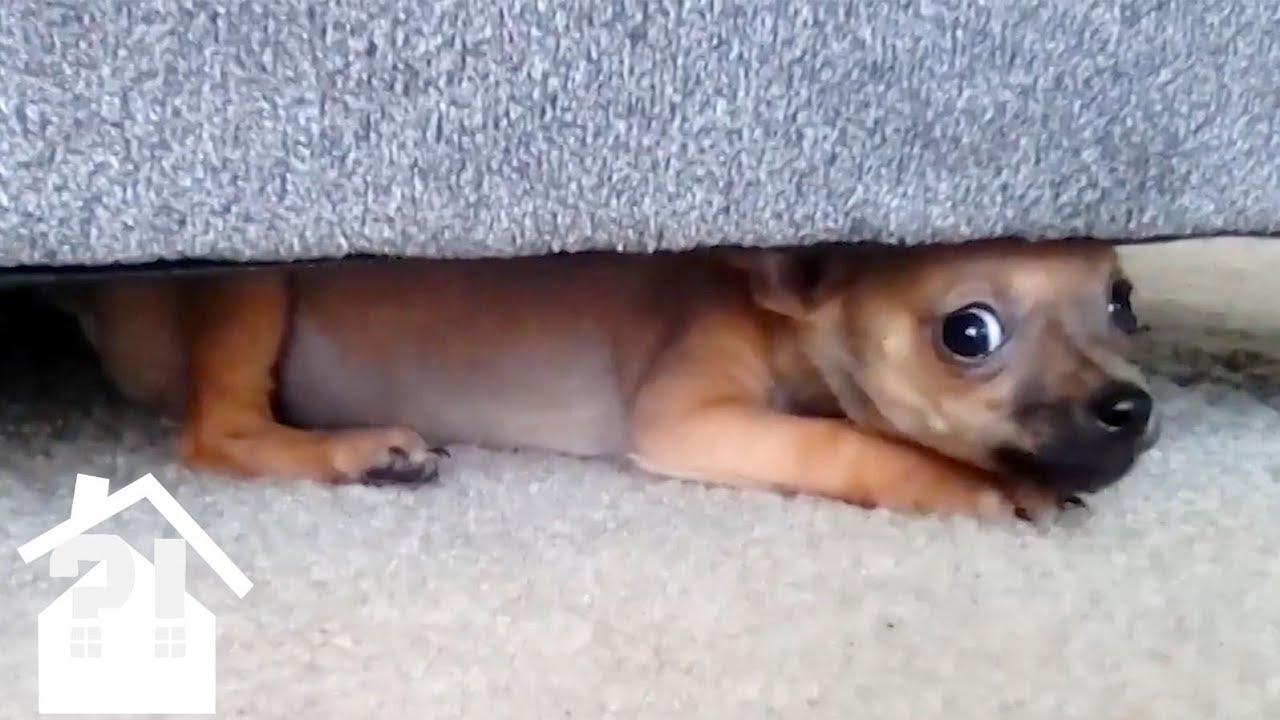 Even MORE Angry Chihuahuas | Try Not To Laugh | Best Pets EVER!