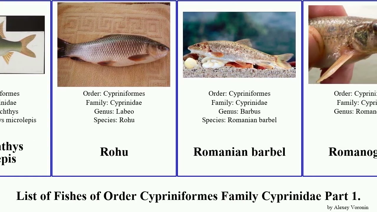 List of Fishes of Order Cypriniformes Family Cyprinidae Part 9. shiner rasbora rutilus barb shark