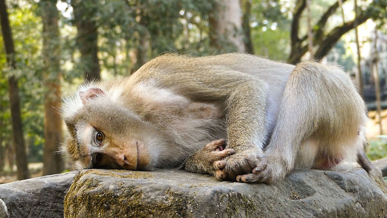 Gentle nature moments |Monkey Libby stays calm & waits every single day for her newborn
