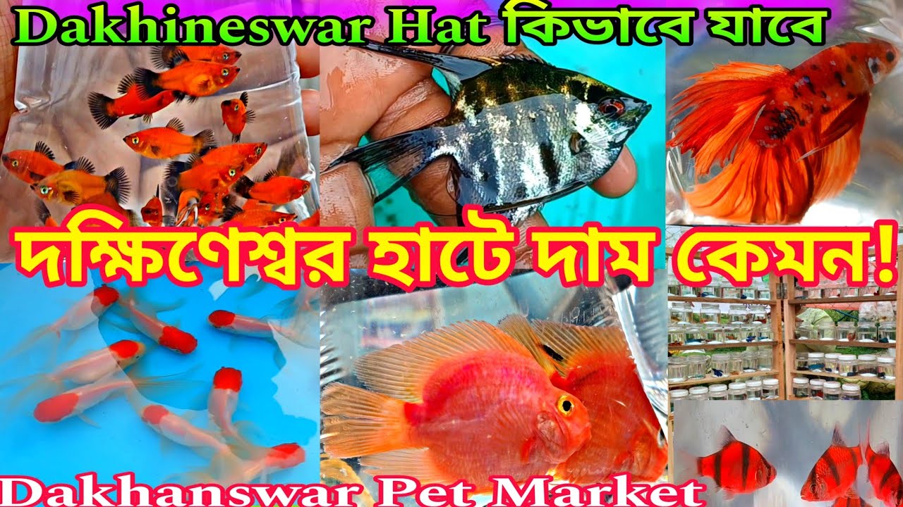 দক্ষিণেশ্বর পশুপাখির হাট | Dakhineswar Pet Market New Video | Dakhanswar Pet Market