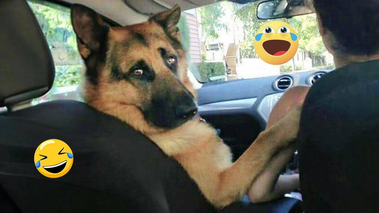 You Can’t Stop Laughing At These Pets | Funny Dogs Video 2026 #2