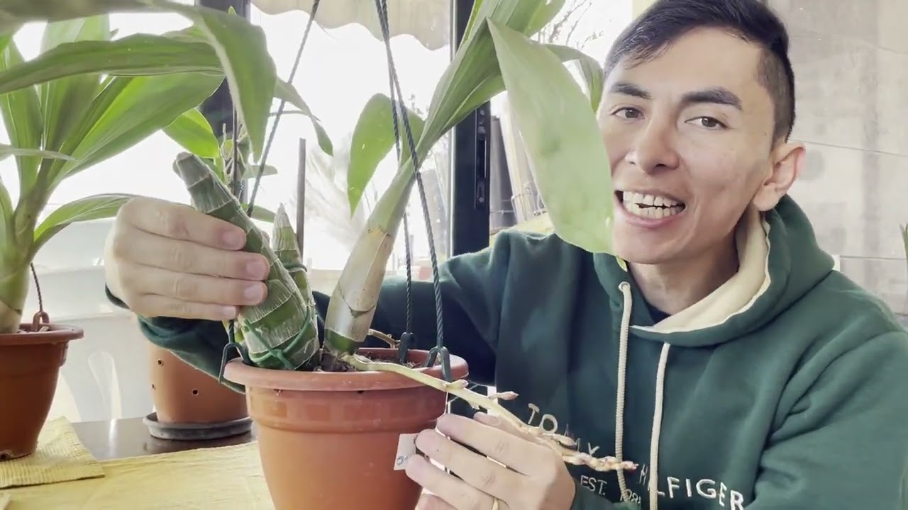 Las Orquideas Negras estan llenas de varas florales (Cuidados y Cultivo).