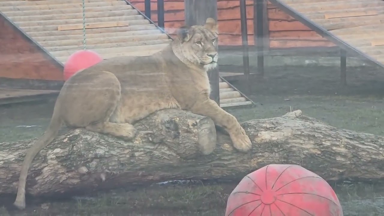 ❤️Киара на прогулке. Симочка и Поршик. #animals #lions #лев_Шер_Хан 