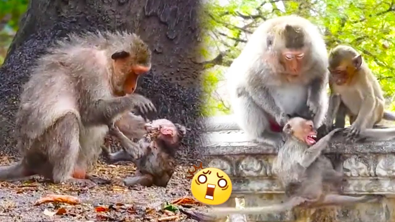 The evil mother monkey weaned her baby, the little monkey struggled and did not agree