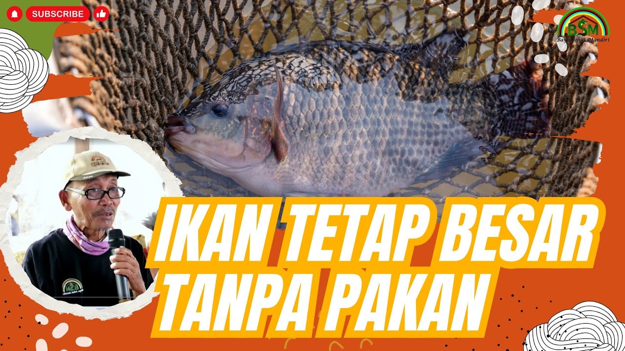 IKAN TETAP BESAR TANPA DIBERI PAKAN  #perikanan #pelatihanbsm B2