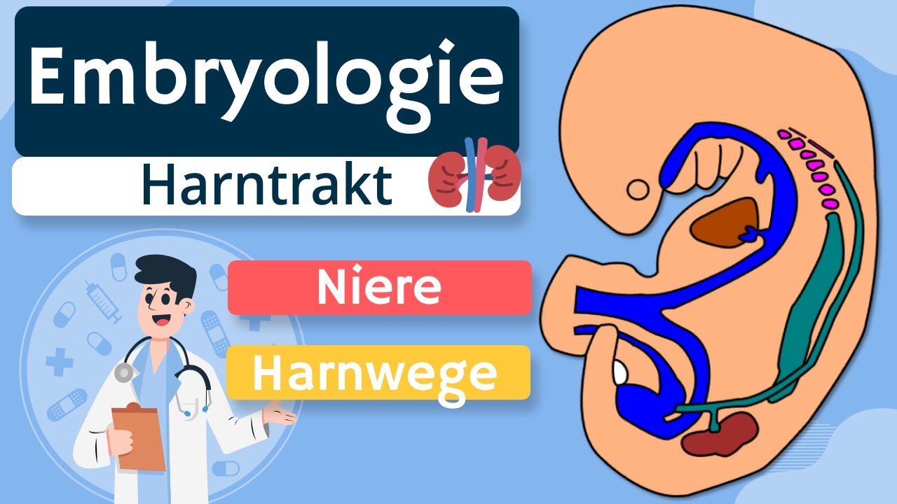 Embryologie - Harntrakt (Niere, Harnblase) einfach erklärt
