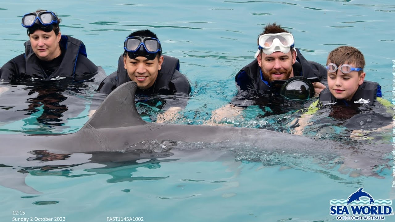Adventures 03: Sea World Dolphin Deep Water Adventure - 2OCT2022 1145hrs - 4K GoPro