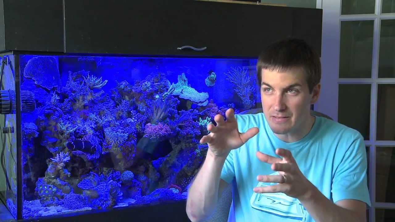 Carbon, GFO In A Saltwater Tank And The Easiest Way I've Found To Run Them Both
