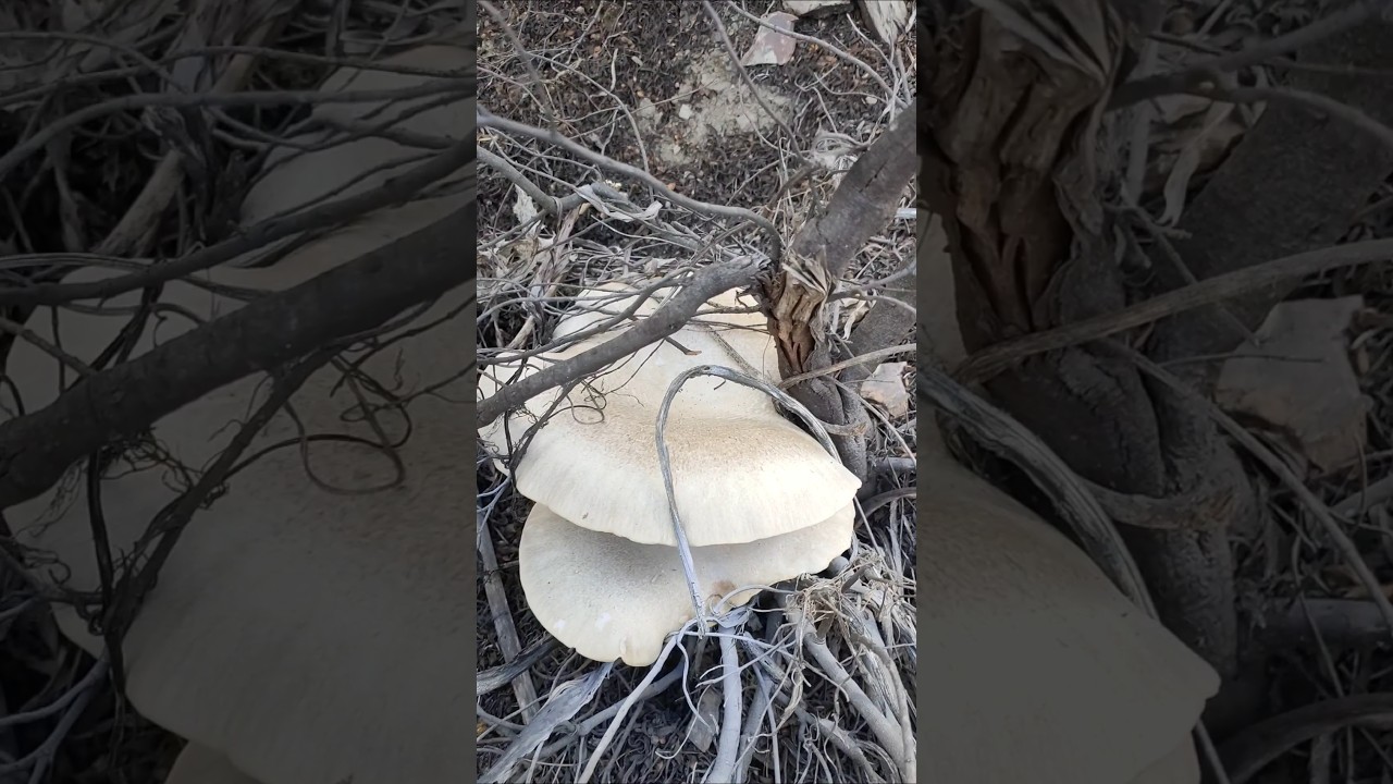 Ottobre 2025 #Pleurotus Eryngii spettacolari #Cardoncello