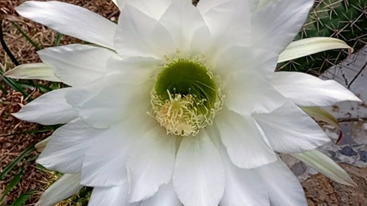 Trichocereus thelegonus cactus with flowers (Video album 2025)